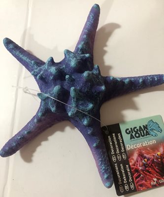 כוכב ים סגול