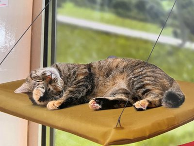 מיטת תלייה בחלון 55X33 למשקל עד 10 ק"ג