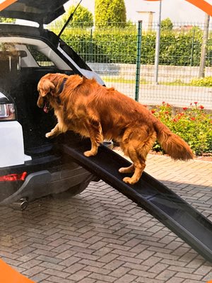 רמפה לכלב 155X38 למשקל עד 90 ק"ג